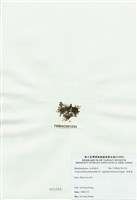 藏品(球枝藻)的圖片